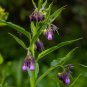 Dendrobium officinale (Flower Powder) Purpel Flowers 1 SeedsPCS Seeds
