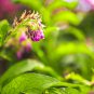 Dendrobium officinale (Flower Powder) 1 PCS Seeds