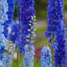 Delphinium Light Bright Blue Colors 120 PCS Seeds