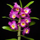 Dendrobe Dendrobium Orchid Flowers Herba Dendrobii 1 PCS Seeds