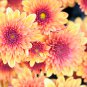 Dendranthema Grandiflorum Groud-cover Chrysanthemum Perennial 250 PCS Seeds