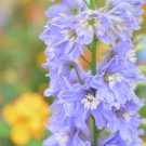 Delphinium Bonsai Flower Forking Larkspur Salmon King Garden 100 PCS Seeds Delphinium Bonsai Flower Forking Larkspur Salmon King Garden 100 PCS Seeds