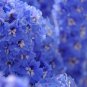 Delphinium Bonsai Flower Forking Larkspur Salmon King Garden 100 PCS Seeds