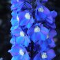 Delphinium Bonsai Flower Forking Larkspur Salmon King Garden 100 PCS Seeds