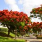 Delonix Regia Red Flame Tree 20 PCS Seeds