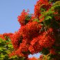 Delonix Regia Red Flame Tree 20 PCS Seeds