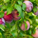 Delicious Round Plums Fruit Tree Good Quality Mysterious Gift 10 PCS Seeds Delicious Round Plums Fruit Tree Good Quality Mysterious Gift 10 PCS Seeds