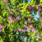 Delicious Round Plums Fruit Tree Good Quality Mysterious Gift 10 PCS Seeds
