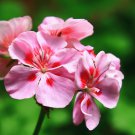 Deep Red Geranium Bonsai Pretty Charming Flower 20 PCS Seeds Deep Red Geranium Bonsai Pretty Charming Flower 20 PCS Seeds
