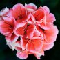 Deep Red Geranium Bonsai Pretty Charming Flower 20 PCS Seeds