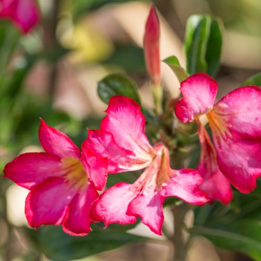 Desert Rose 1 PCS Seeds