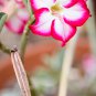 Desert Rose 1 PCS Seeds