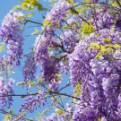 Deep Purple & Rose Red Wisteria Bonsai Flowers 15 PCS Seeds Deep Purple & Rose Red Wisteria Bonsai Flowers 15 PCS Seeds