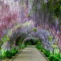 Deep Purple & Rose Red Wisteria Bonsai Flowers 15 PCS Seeds