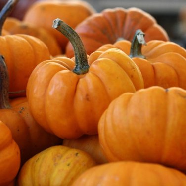 Deeply Ribbed Pumpkin 100 PCS Seeds