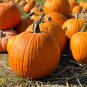 Deeply Ribbed Pumpkin 100 PCS Seeds