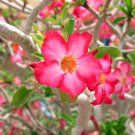 'Dazzling Girl' Colorful Adenium Desert Rose Bonsai 2 PCS Seeds 'Dazzling Girl' Colorful Adenium Desert Rose Bonsai 2 PCS Seeds