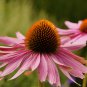 Deep Rose Red Echinacea Perennial Coneflower 200 PCS Seeds