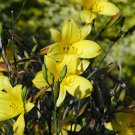 Day Lily Flower Vegetables 20 PCS Seeds Day Lily Flower Vegetables 20 PCS Seeds