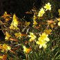 Day Lily Flower Vegetables 20 PCS Seeds