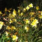 Day Lily Flower Vegetables 20 PCS Seeds