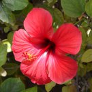 Deep Red Hibiscus 20 PCS Seeds Deep Red Hibiscus 20 PCS Seeds