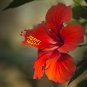 Deep Red Hibiscus 20 PCS Seeds