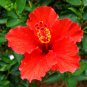 Deep Red Hibiscus 20 PCS Seeds