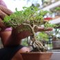 Dawn Redwood Tree Grove Metasequoia Glyptostroboides Bonsai 50 PCS Seeds