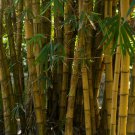 Dendrocalamus latiflorus Tawian Giant Bamboo 30 PCS Seeds