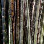Dendrocalamus latiflorus Tawian Giant Bamboo 30 PCS Seeds