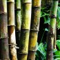 Dendrocalamus latiflorus Tawian Giant Bamboo 30 PCS Seeds