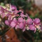 Dendrobium Orchid Flower Bonsai 100 PCS Seeds