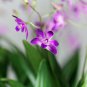 Dendrobium Orchid Flower Bonsai 100 PCS Seeds