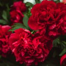 Dark Red Tree Peony Flower 'Fengzi' 5 PCS Seeds