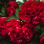 Dark Red Tree Peony Flower 'Fengzi' 5 PCS Seeds