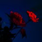 Dark Red Tree Peony Flower 'Fengzi' 5 PCS Seeds