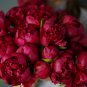 Dark Red Tree Peony Flower 'Fengzi' 5 PCS Seeds