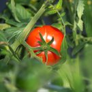 Dark Red Tomato 100 PCS Seeds