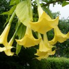Datura Plants Herbs Flower Mixed 30 PCS Seeds Datura Plants Herbs Flower Mixed 30 PCS Seeds