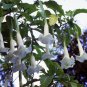 Datura Plants Herbs Flower Mixed 30 PCS Seeds