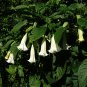 Datura Plants Herbs Flower Mixed 30 PCS Seeds
