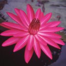 Dark Red Strong Fragrant Nelumbo Nucifera Lotus Flower 1 PCS Seeds Dark Red Strong Fragrant Nelumbo Nucifera Lotus Flower 1 PCS Seeds