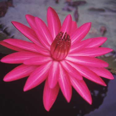 Dark Red Strong Fragrant Nelumbo Nucifera Lotus Flower 1 PCS Seeds