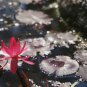 Dark Red Strong Fragrant Nelumbo Nucifera Lotus Flower 1 PCS Seeds