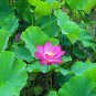 Dark Red Strong Fragrant Nelumbo Nucifera Lotus Flower 1 PCS Seeds