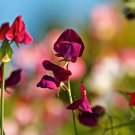 Dark Red Purple Sweet Pea Spencer 8 PCS Seeds Dark Red Purple Sweet Pea Spencer 8 PCS Seeds