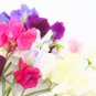 Dark Red Purple Sweet Pea Spencer 8 PCS Seeds