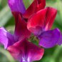 Dark Red Purple Sweet Pea Spencer 8 PCS Seeds