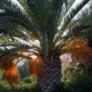 Date Palm Phoenix Dactylifera Tree 20 PCS Seeds